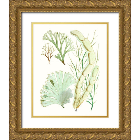 Antique Seaweed Composition I Gold Ornate Wood Framed Art Print with Double Matting by Vision Studio