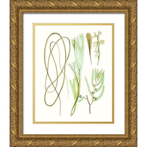 Antique Seaweed Composition III Gold Ornate Wood Framed Art Print with Double Matting by Vision Studio