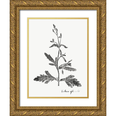 Botanical Imprint III Gold Ornate Wood Framed Art Print with Double Matting by Vision Studio