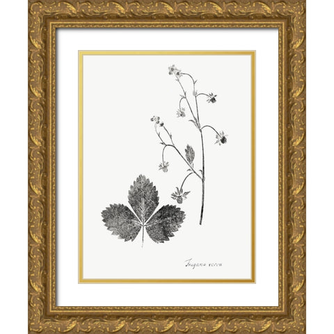 Botanical Imprint IV Gold Ornate Wood Framed Art Print with Double Matting by Vision Studio