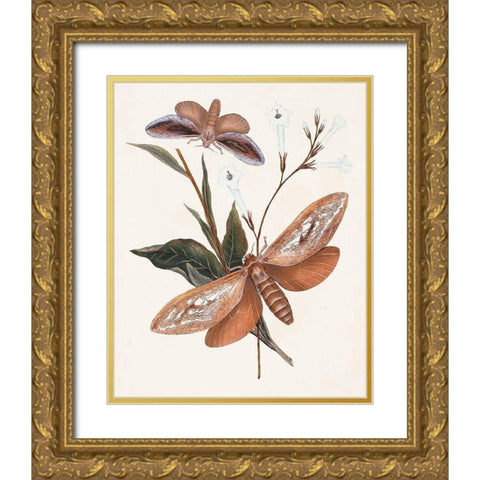Butterflies and Moths II Gold Ornate Wood Framed Art Print with Double Matting by Unknown