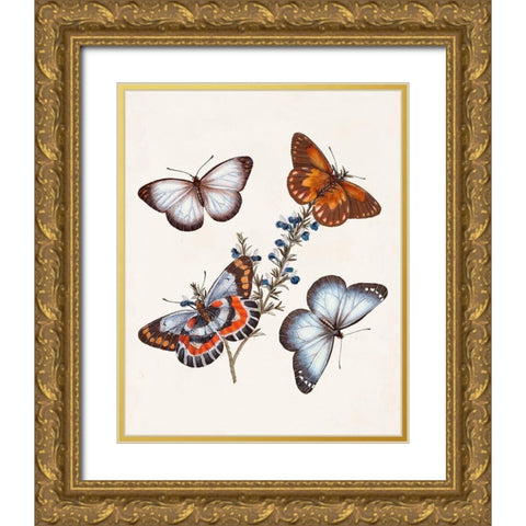 Butterflies and Moths III Gold Ornate Wood Framed Art Print with Double Matting by Unknown