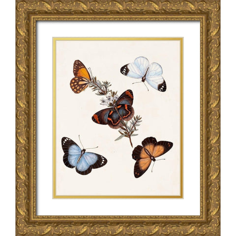 Butterflies and Moths IV Gold Ornate Wood Framed Art Print with Double Matting by Unknown