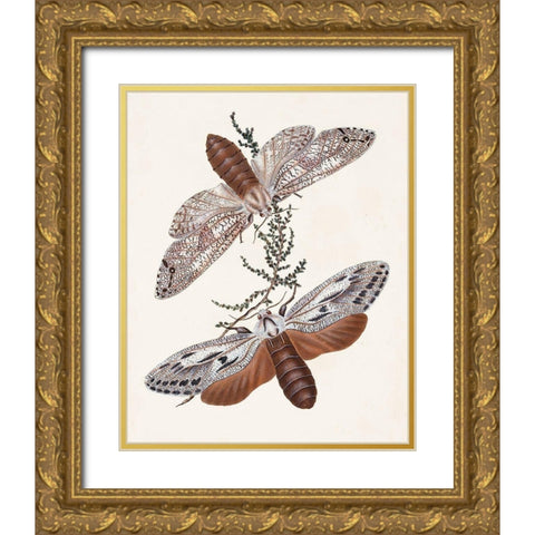 Butterflies and Moths V Gold Ornate Wood Framed Art Print with Double Matting by Unknown