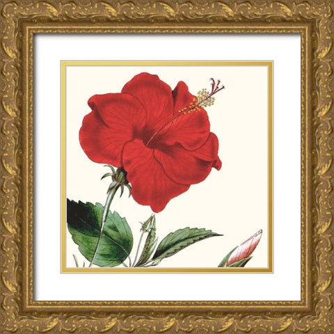 Cropped Antique Botanical I Gold Ornate Wood Framed Art Print with Double Matting by Vision Studio