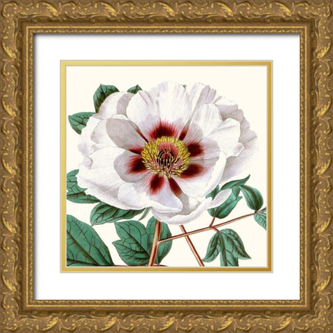 Cropped Antique Botanical II Gold Ornate Wood Framed Art Print with Double Matting by Vision Studio