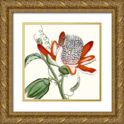 Cropped Antique Botanical VI Gold Ornate Wood Framed Art Print with Double Matting by Vision Studio