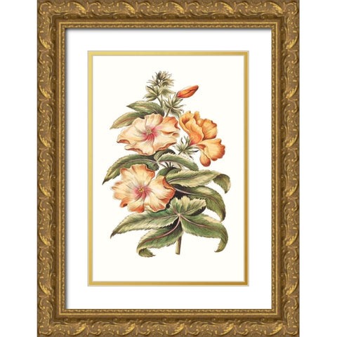 Flowering Hibiscus I Gold Ornate Wood Framed Art Print with Double Matting by Unknown