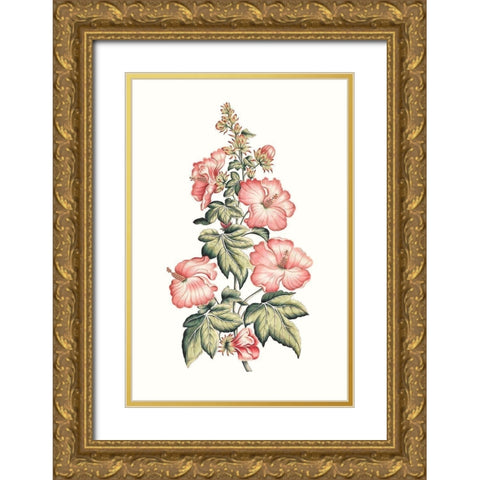 Flowering Hibiscus II Gold Ornate Wood Framed Art Print with Double Matting by Unknown