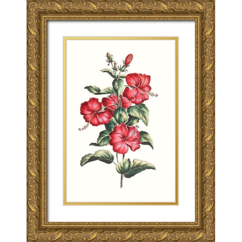 Flowering Hibiscus III Gold Ornate Wood Framed Art Print with Double Matting by Unknown