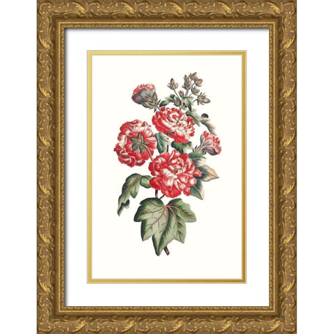 Flowering Hibiscus IV Gold Ornate Wood Framed Art Print with Double Matting by Unknown