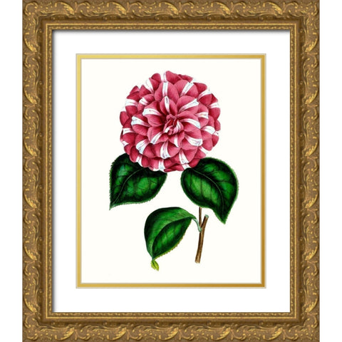 Grand Blooms I Gold Ornate Wood Framed Art Print with Double Matting by Unknown