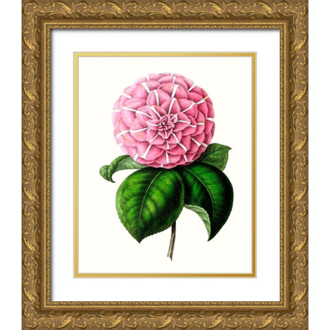 Grand Blooms VI Gold Ornate Wood Framed Art Print with Double Matting by Unknown