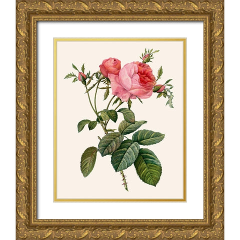 Redoutes Rose II Gold Ornate Wood Framed Art Print with Double Matting by Redoute, Pierre