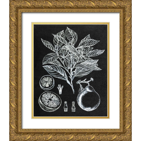 Citrus Botanical Study I Gold Ornate Wood Framed Art Print with Double Matting by Wang, Melissa