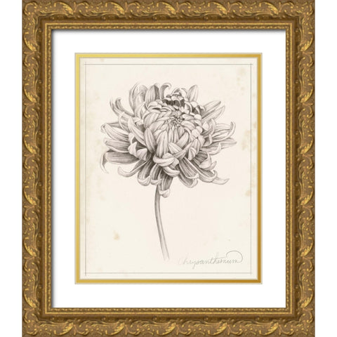 Graphite Chrysanthemum Study I Gold Ornate Wood Framed Art Print with Double Matting by Popp, Grace