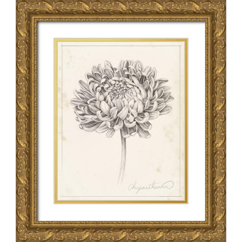 Graphite Chrysanthemum Study II Gold Ornate Wood Framed Art Print with Double Matting by Popp, Grace