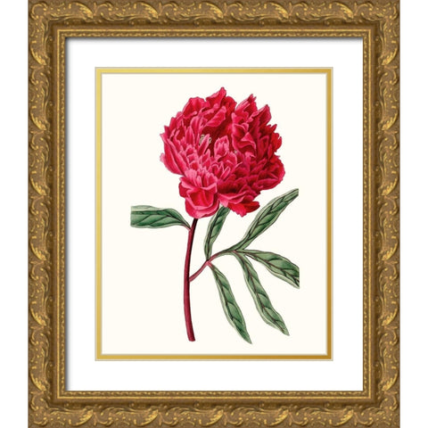 Roseate Blooms IV Gold Ornate Wood Framed Art Print with Double Matting by Vision Studio