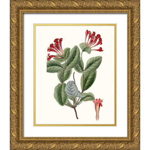 Roseate Blooms V Gold Ornate Wood Framed Art Print with Double Matting by Vision Studio