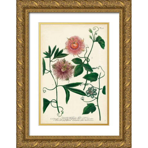 Antique Passion Flower I Gold Ornate Wood Framed Art Print with Double Matting by Weinmann