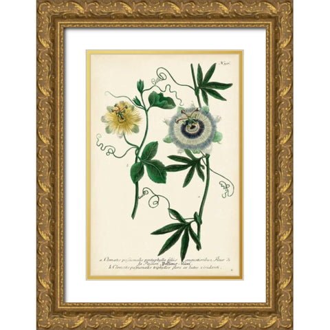 Antique Passion Flower II Gold Ornate Wood Framed Art Print with Double Matting by Weinmann