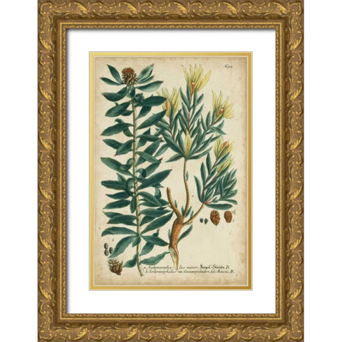 Weinmann Foliage and Fruit IV Gold Ornate Wood Framed Art Print with Double Matting by Weinmann