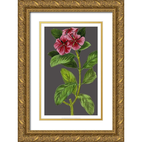 Midnight Garden Varieties IX Gold Ornate Wood Framed Art Print with Double Matting by Vision Studio