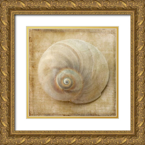 Sepia Shell VI Gold Ornate Wood Framed Art Print with Double Matting by Stalus, Judy