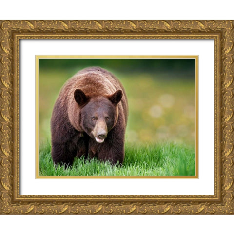Bears at Play III Gold Ornate Wood Framed Art Print with Double Matting by PHBurchett