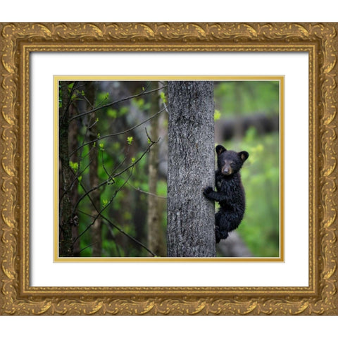 Bears at Play VI Gold Ornate Wood Framed Art Print with Double Matting by PHBurchett
