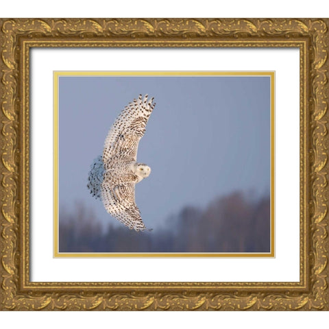 Owl in Flight V Gold Ornate Wood Framed Art Print with Double Matting by Burchett, PH
