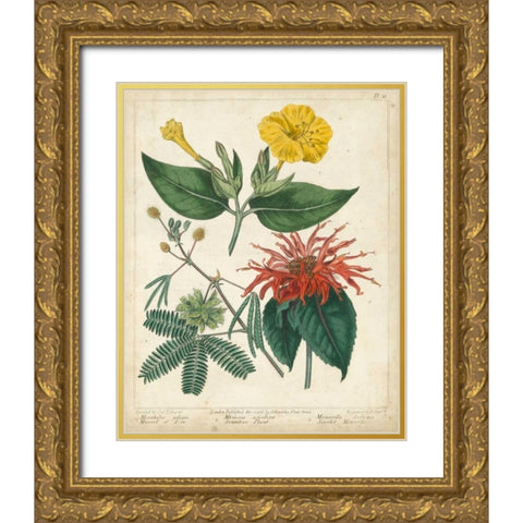 Summer Beauties I Gold Ornate Wood Framed Art Print with Double Matting by Edwards, Sydenham