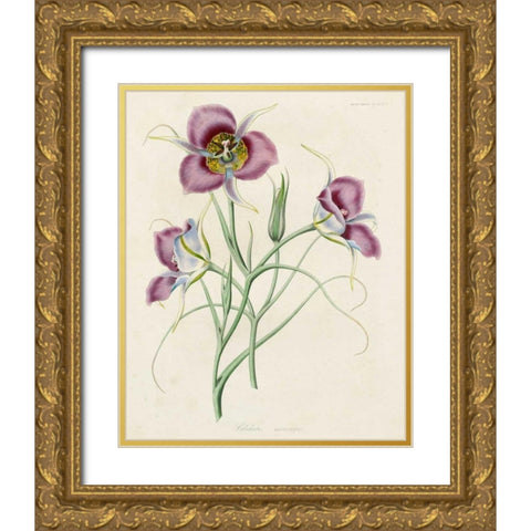 Lavender Blooms I Gold Ornate Wood Framed Art Print with Double Matting by Unknown