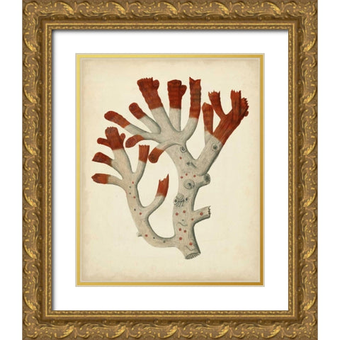 Antique Red Coral VI Gold Ornate Wood Framed Art Print with Double Matting by Vision Studio