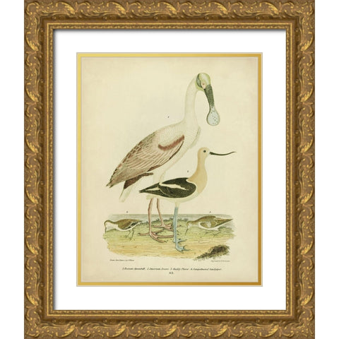 Antique Spoonbill and Sandpipers Gold Ornate Wood Framed Art Print with Double Matting by Wilson, Alexander