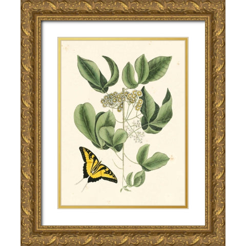 Non-Embellished Catesby Butterfly and Botanical II Gold Ornate Wood Framed Art Print with Double Matting by Catesby, Mark