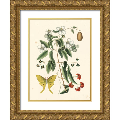 Catesby Butterfly and Botanical III Gold Ornate Wood Framed Art Print with Double Matting by Catesby, Mark