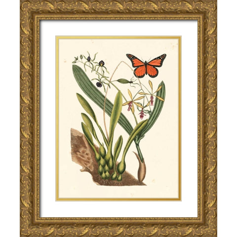Catesby Butterfly and Botanical IV Gold Ornate Wood Framed Art Print with Double Matting by Catesby, Mark