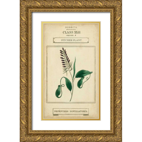 Linnaean Botany II Gold Ornate Wood Framed Art Print with Double Matting by Vision Studio