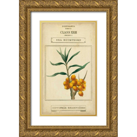 Linnaean Botany III Gold Ornate Wood Framed Art Print with Double Matting by Vision Studio