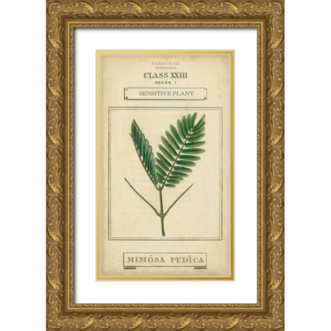 Linnaean Botany IV Gold Ornate Wood Framed Art Print with Double Matting by Vision Studio