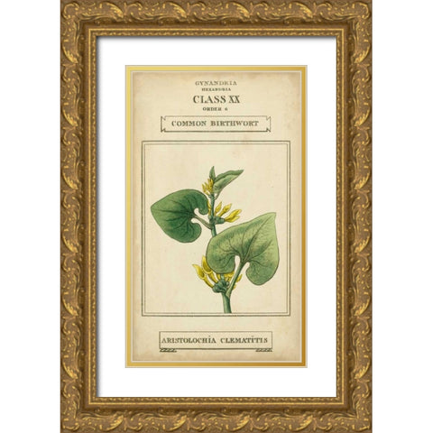 Linnaean Botany V Gold Ornate Wood Framed Art Print with Double Matting by Vision Studio