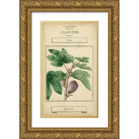 Linnaean Botany VI Gold Ornate Wood Framed Art Print with Double Matting by Vision Studio