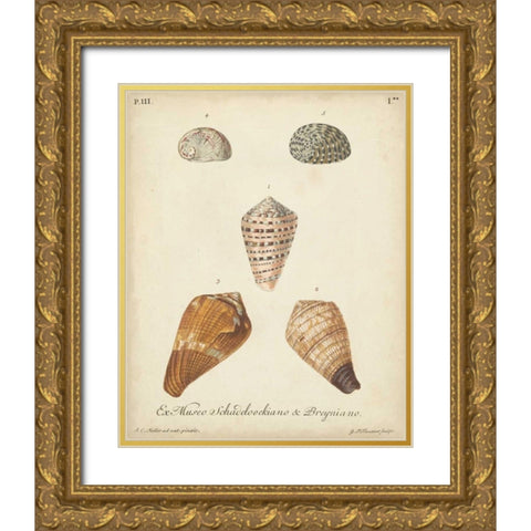 Antique Knorr Shells I Gold Ornate Wood Framed Art Print with Double Matting by Knorr