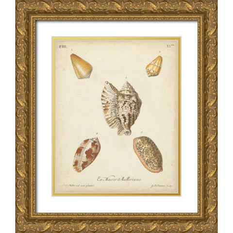 Antique Knorr Shells III Gold Ornate Wood Framed Art Print with Double Matting by Knorr