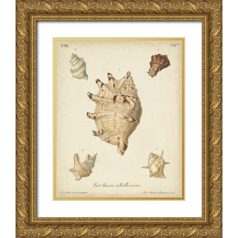 Antique Knorr Shells IV Gold Ornate Wood Framed Art Print with Double Matting by Knorr