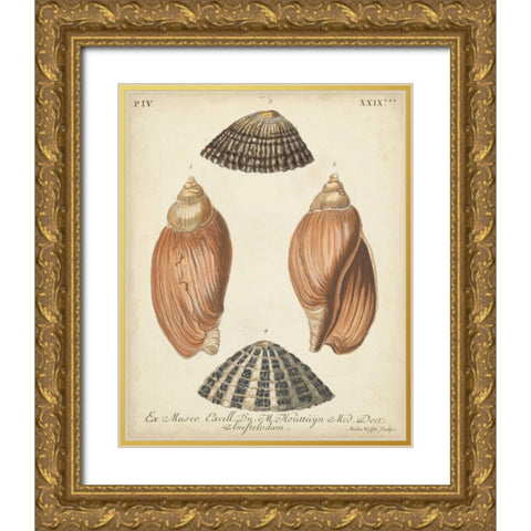 Antique Knorr Shells V Gold Ornate Wood Framed Art Print with Double Matting by Knorr