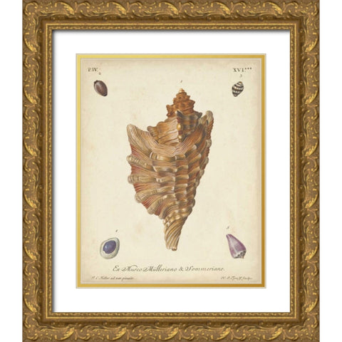 Antique Knorr Shells VI Gold Ornate Wood Framed Art Print with Double Matting by Knorr