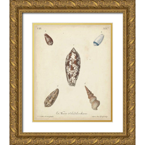 Antique Knorr Shells VII Gold Ornate Wood Framed Art Print with Double Matting by Knorr