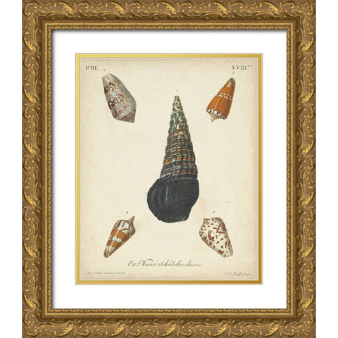 Antique Knorr Shells VIII Gold Ornate Wood Framed Art Print with Double Matting by Knorr